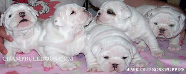 English Bulldog Stud service, AKC English Bulldog Stud service, Champion English Bulldog puppies